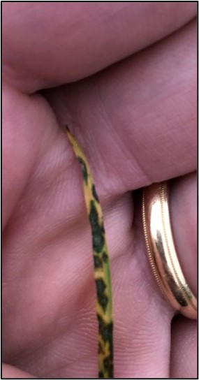 Image 1- GLS